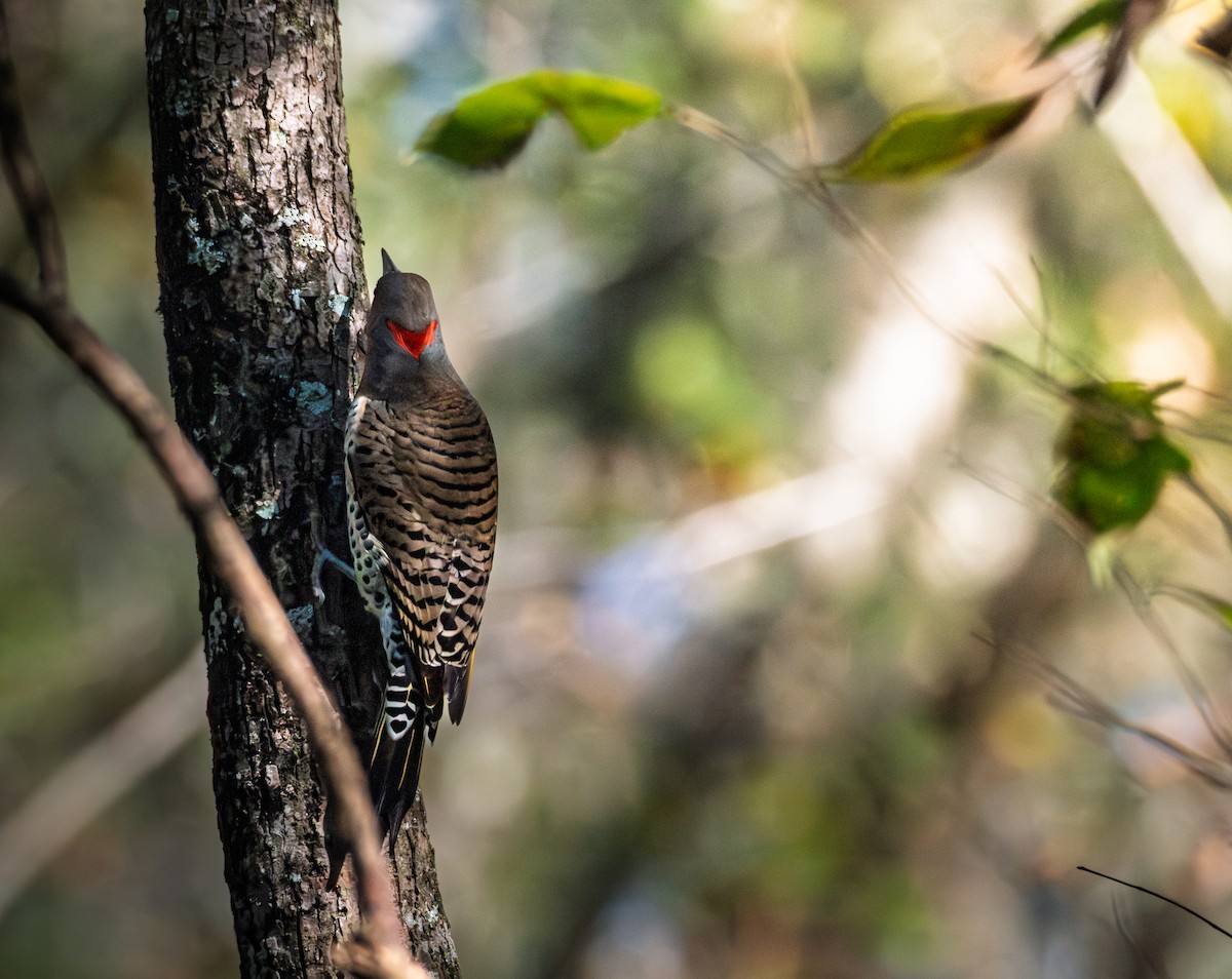 Northern Flicker - ML645927092