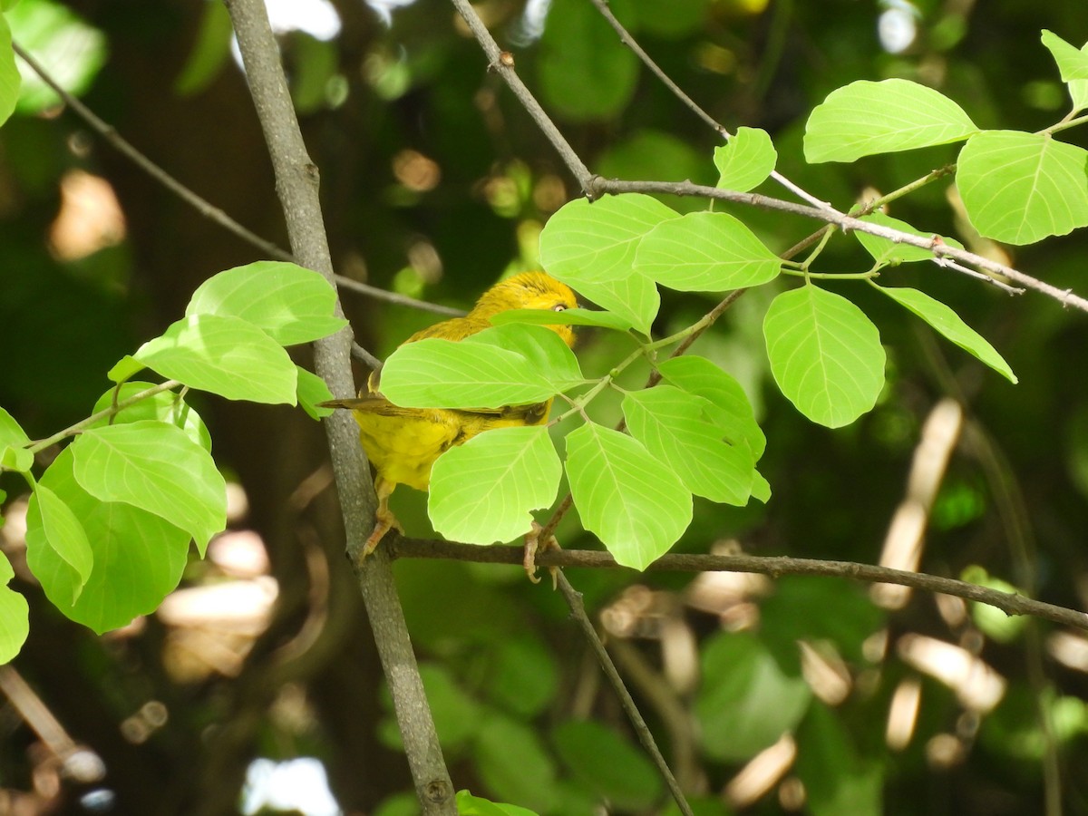 Holub's Golden-Weaver - ML645927093