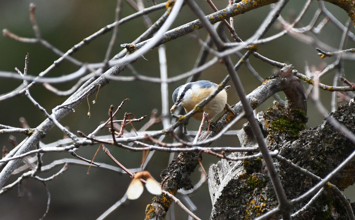 rustspettmeis - ML645927094