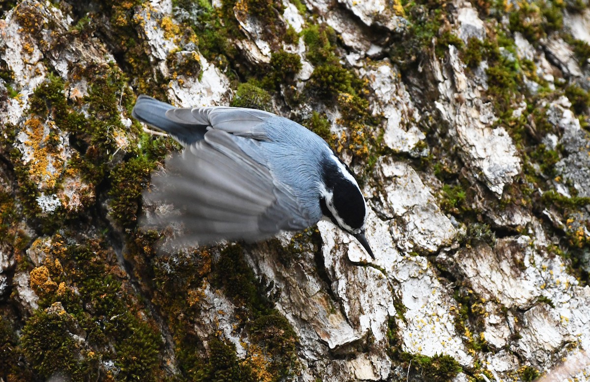 rustspettmeis - ML645927095