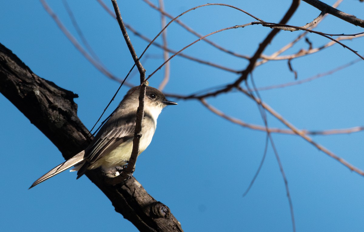 Eastern Phoebe - ML645927096