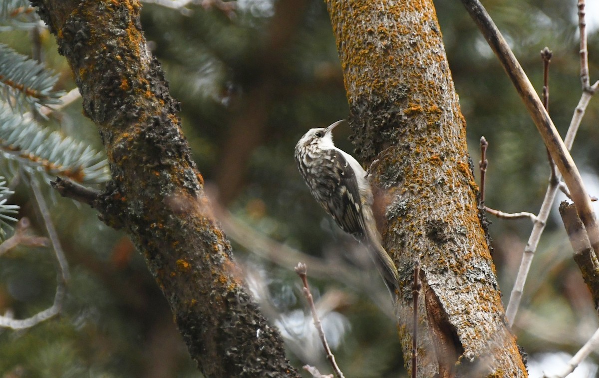 amerikatrekryper - ML645927098