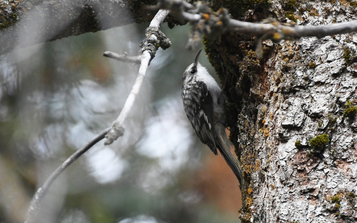 amerikatrekryper - ML645927099