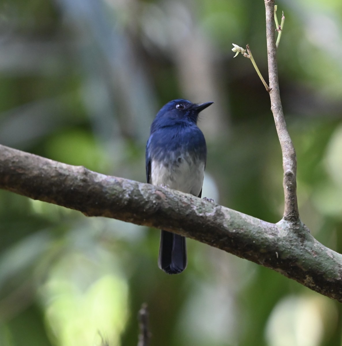 シロハラヒメアオヒタキ - ML645927100