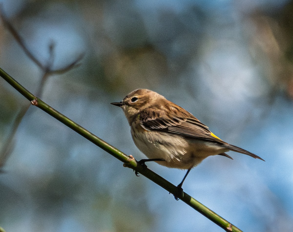 Yellow-rumped Warbler - ML645927101