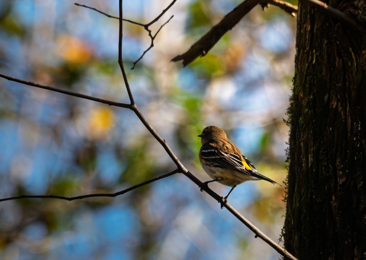 Yellow-rumped Warbler - ML645927102