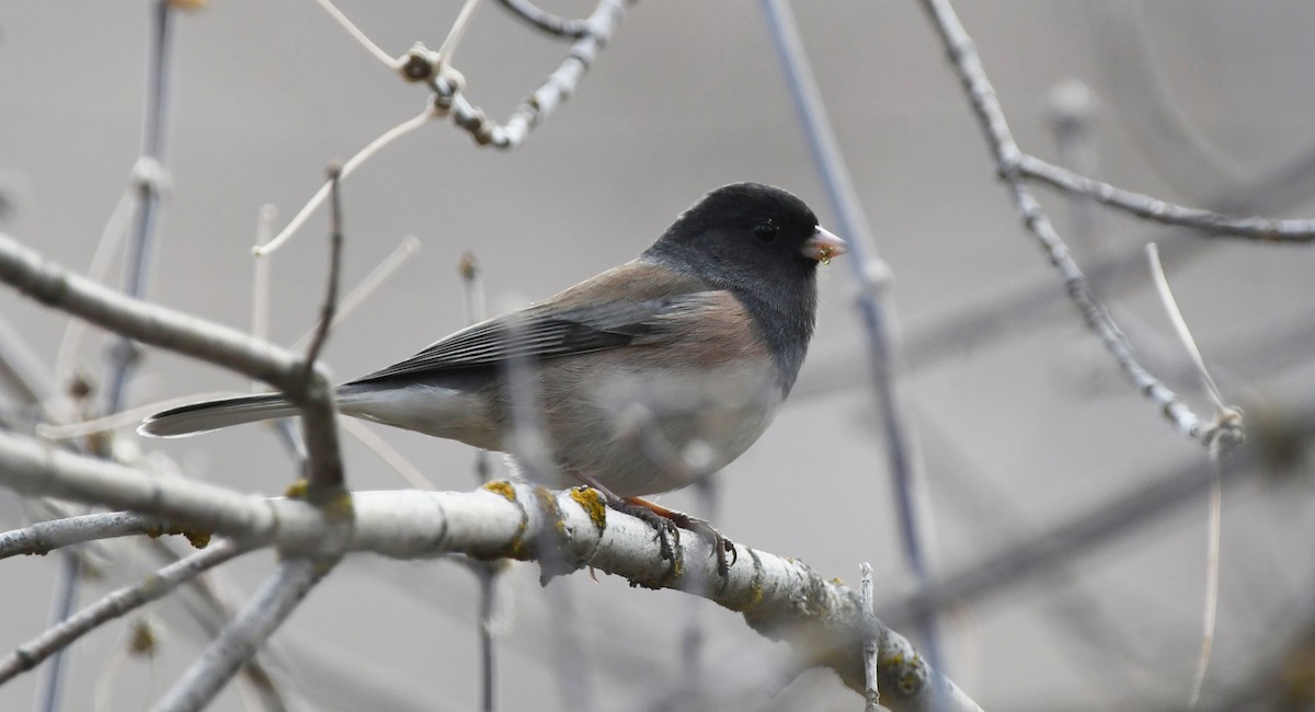 vinterjunko (oreganus gr.) - ML645927103