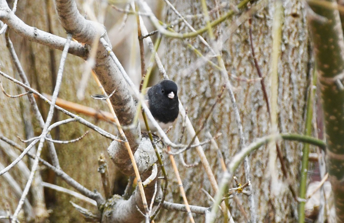 vinterjunko (oreganus gr.) - ML645927104