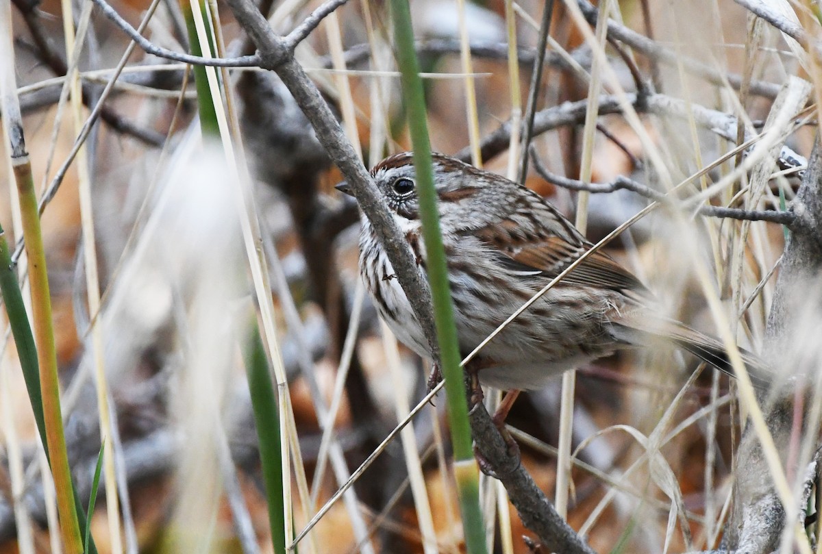 sangspurv - ML645927105