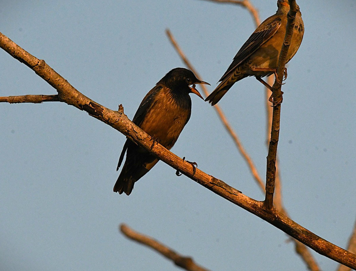 Rosy Starling - ML645927107