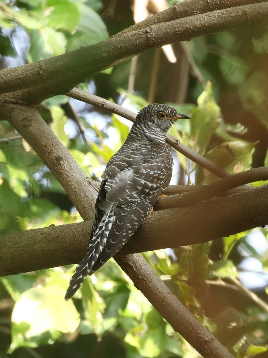 קוקיה אירופית - ML645927109
