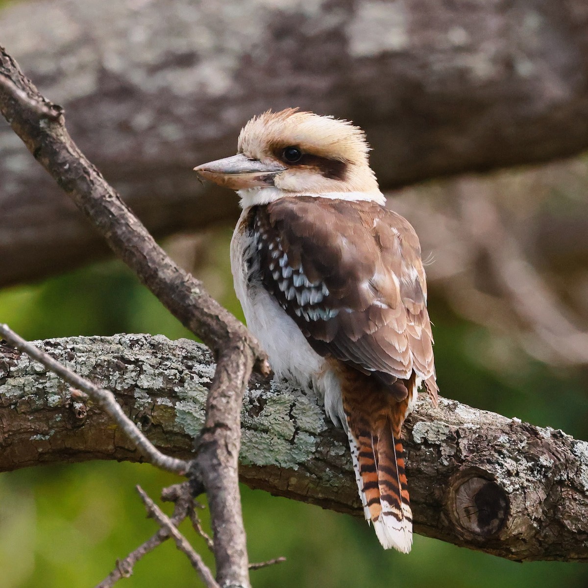 ledňák obrovský - ML645927110