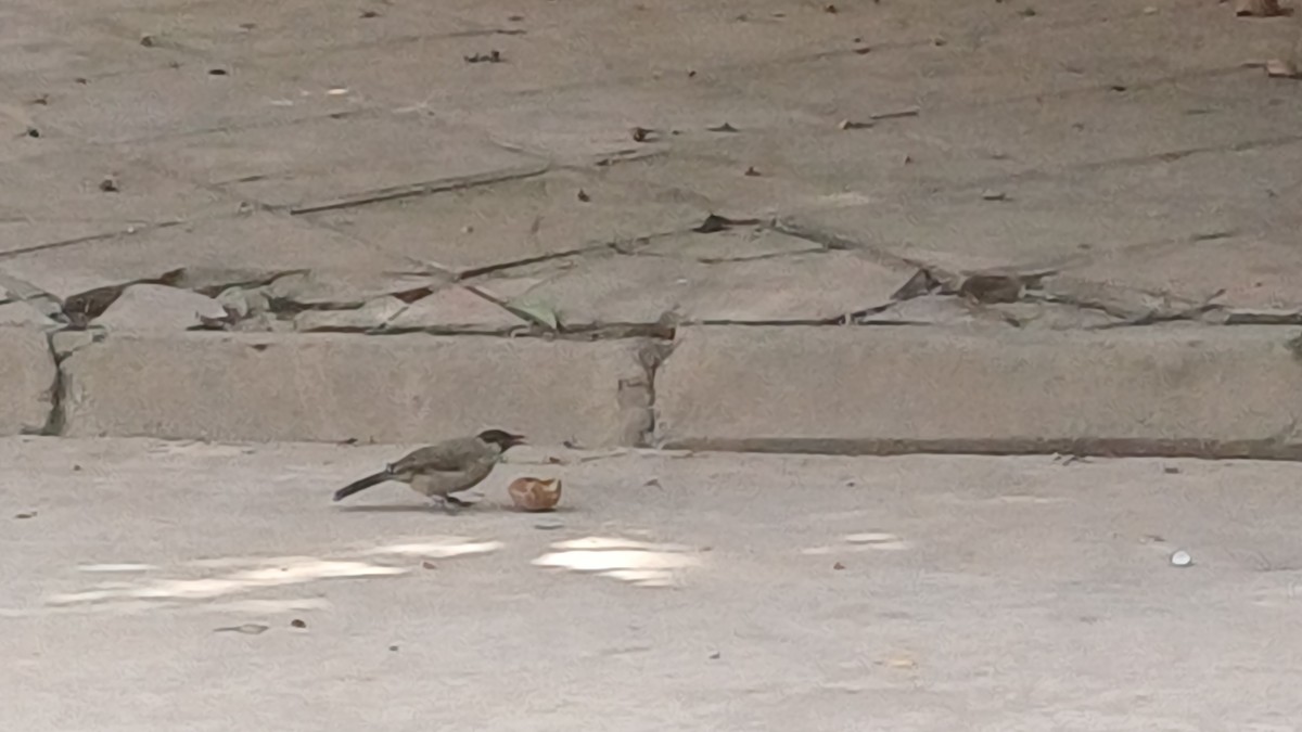 Sooty-headed Bulbul - ML645927118