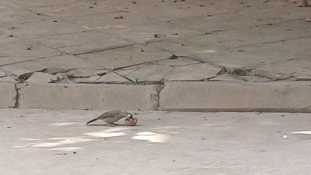 Sooty-headed Bulbul - ML645927122