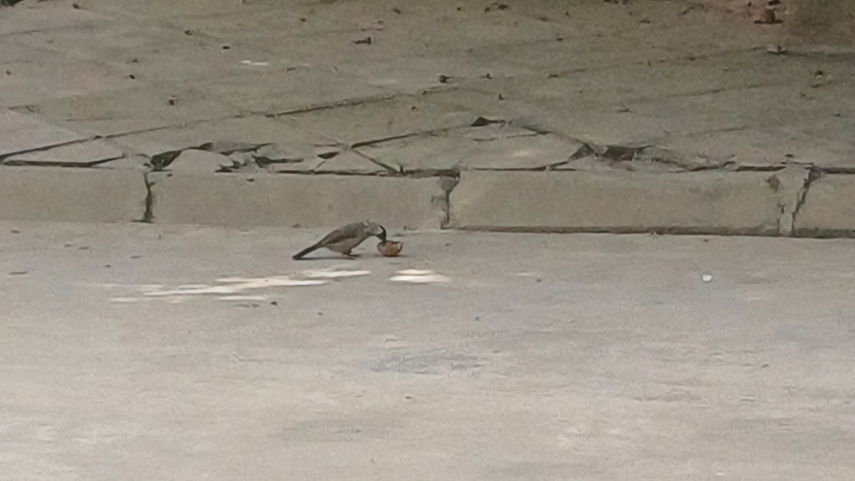 Sooty-headed Bulbul - ML645927123