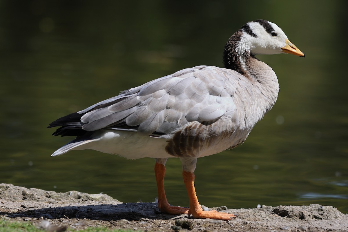 Bar-headed Goose - ML645927133