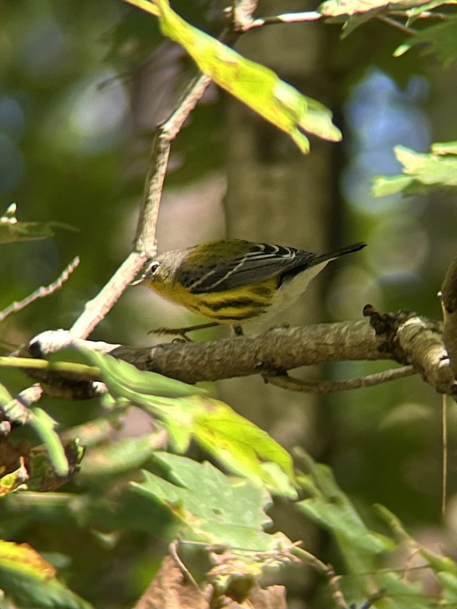 Magnolia Warbler - ML645927140