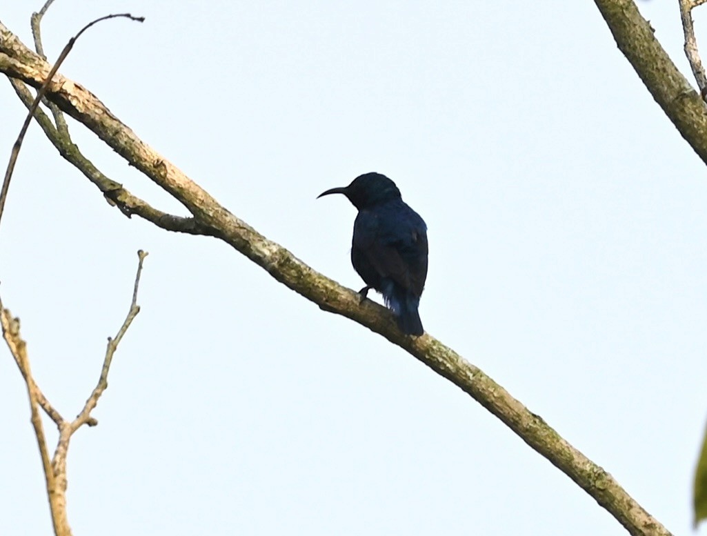 Loten's Sunbird - ML645927141