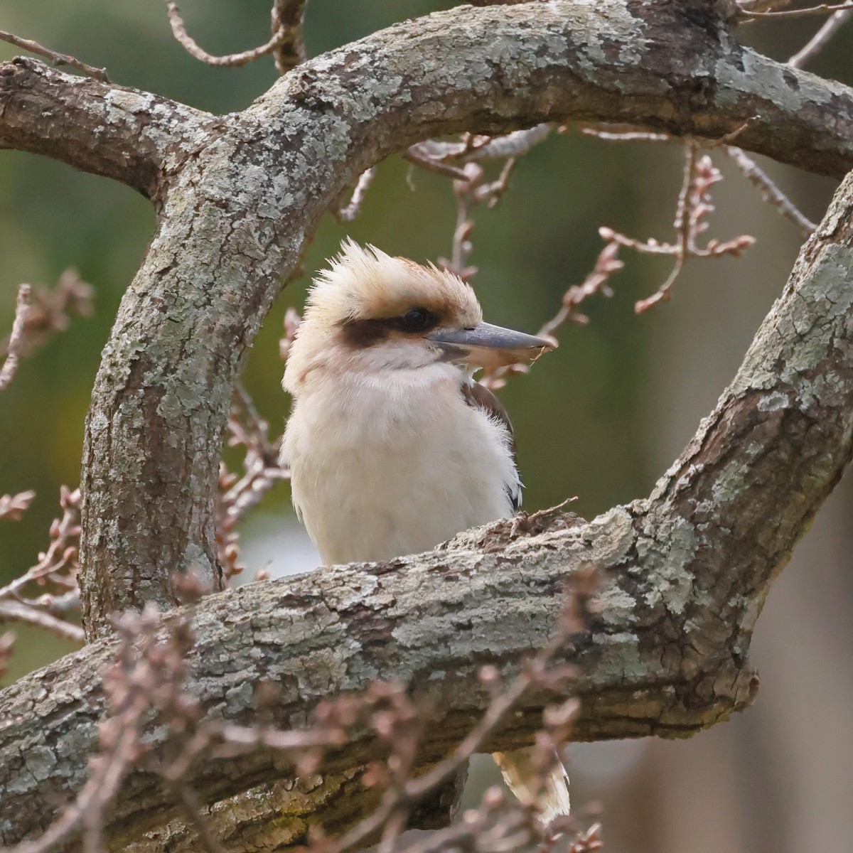 ledňák obrovský - ML645927143