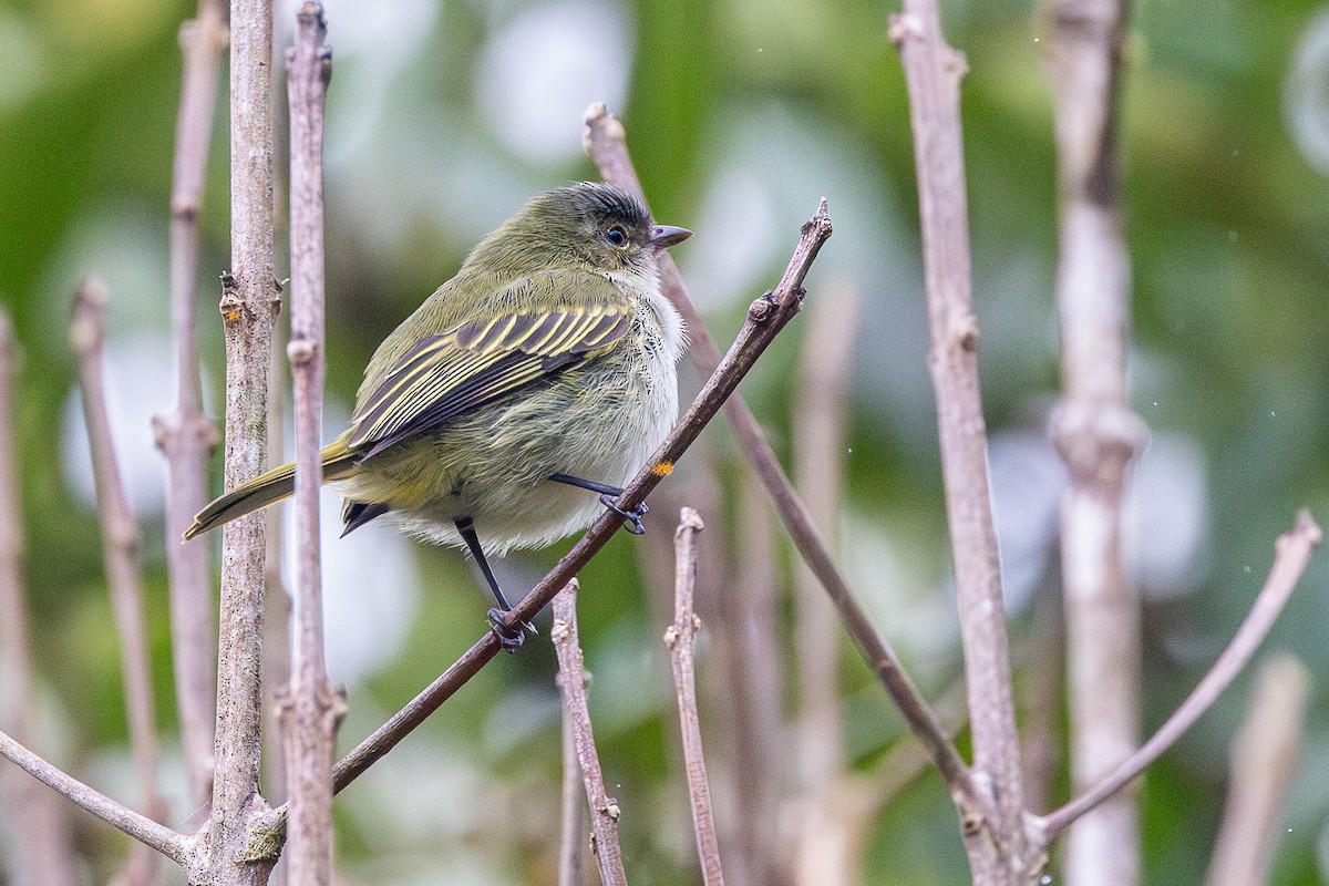 Mistletoe Tyrannulet - ML645927152