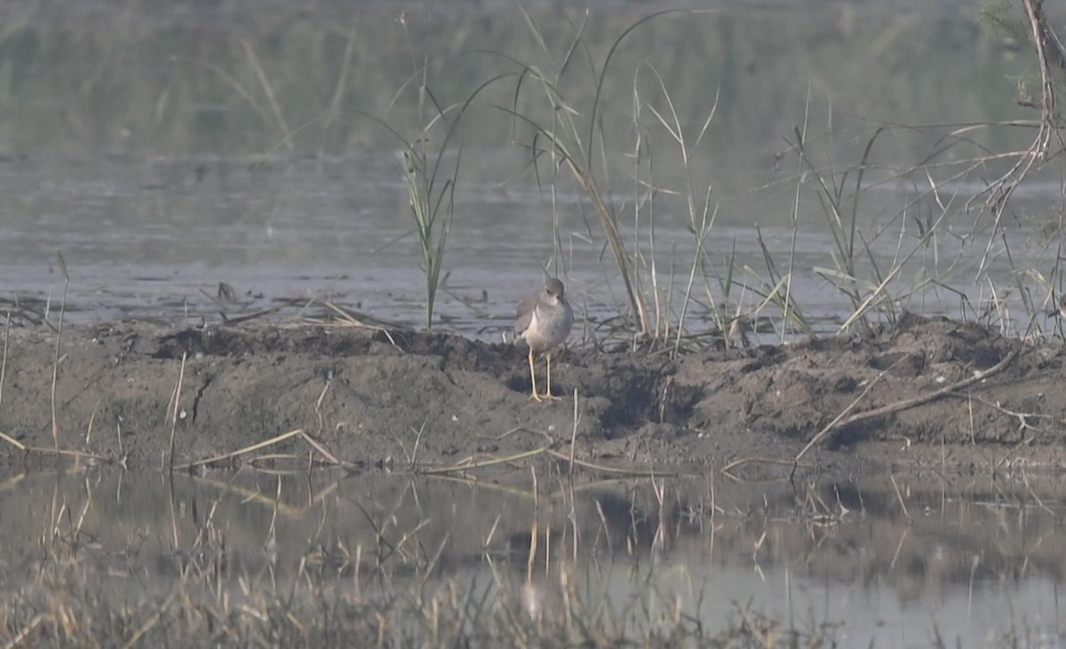 White-tailed Lapwing - ML645927158