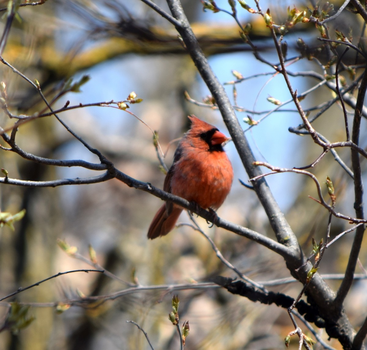 Cardinal rouge - ML645927159