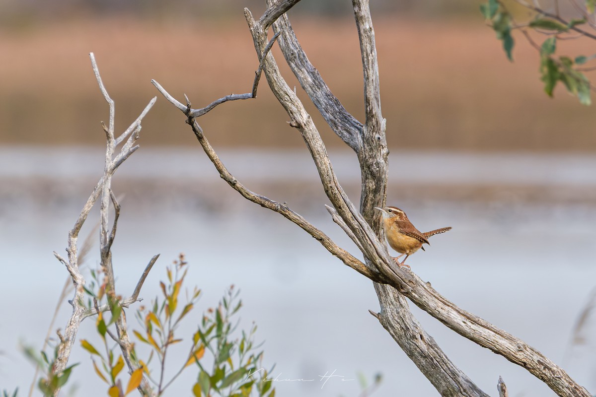 Carolina Wren - ML645927162