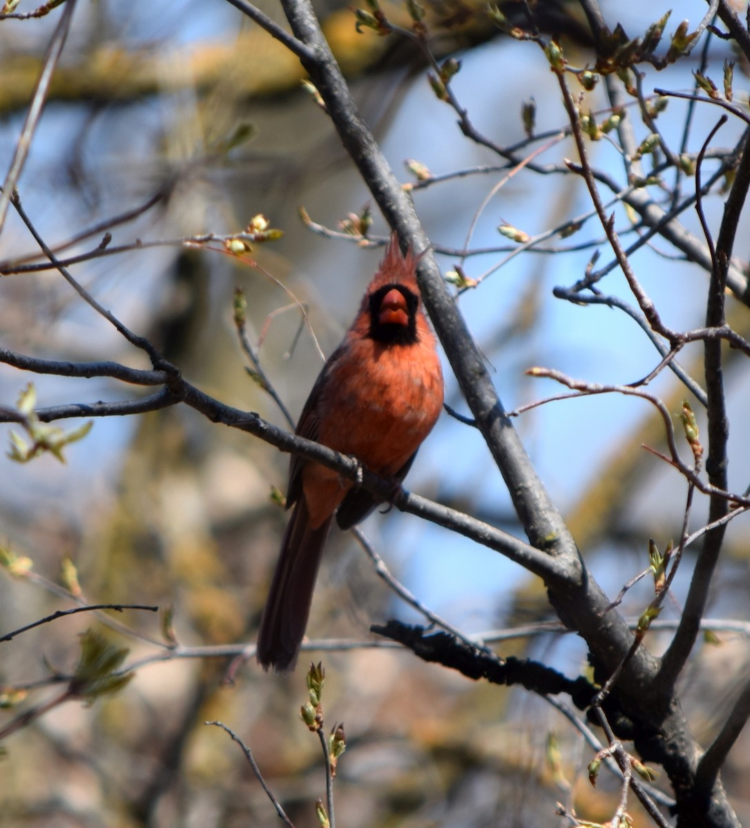 Cardinal rouge - ML645927169