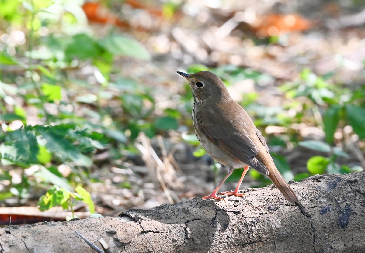 Hermit Thrush - ML645927173