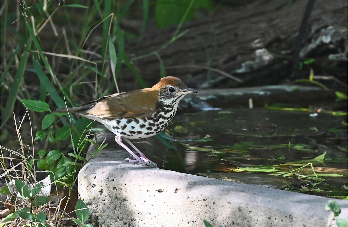 Wood Thrush - ML645927178