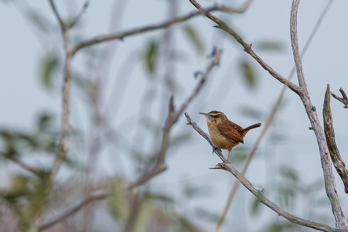 Carolina Wren - ML645927183