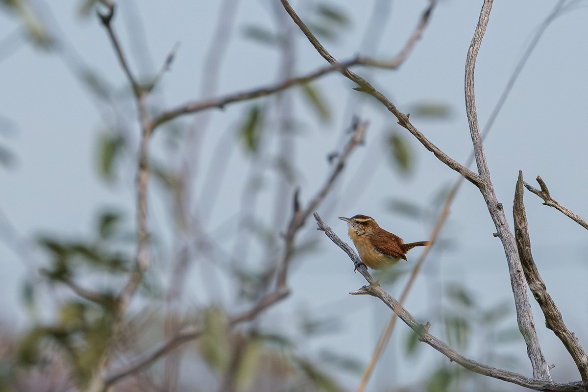 Carolina Wren - ML645927184