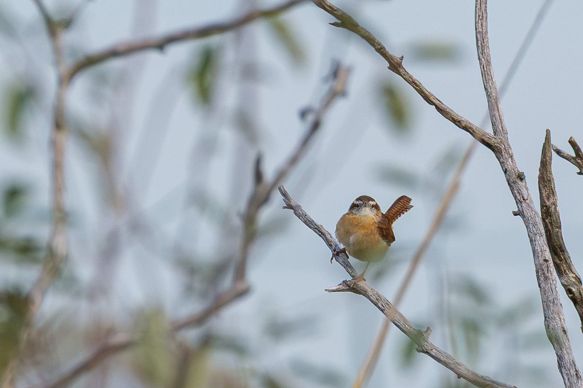 Carolina Wren - ML645927185
