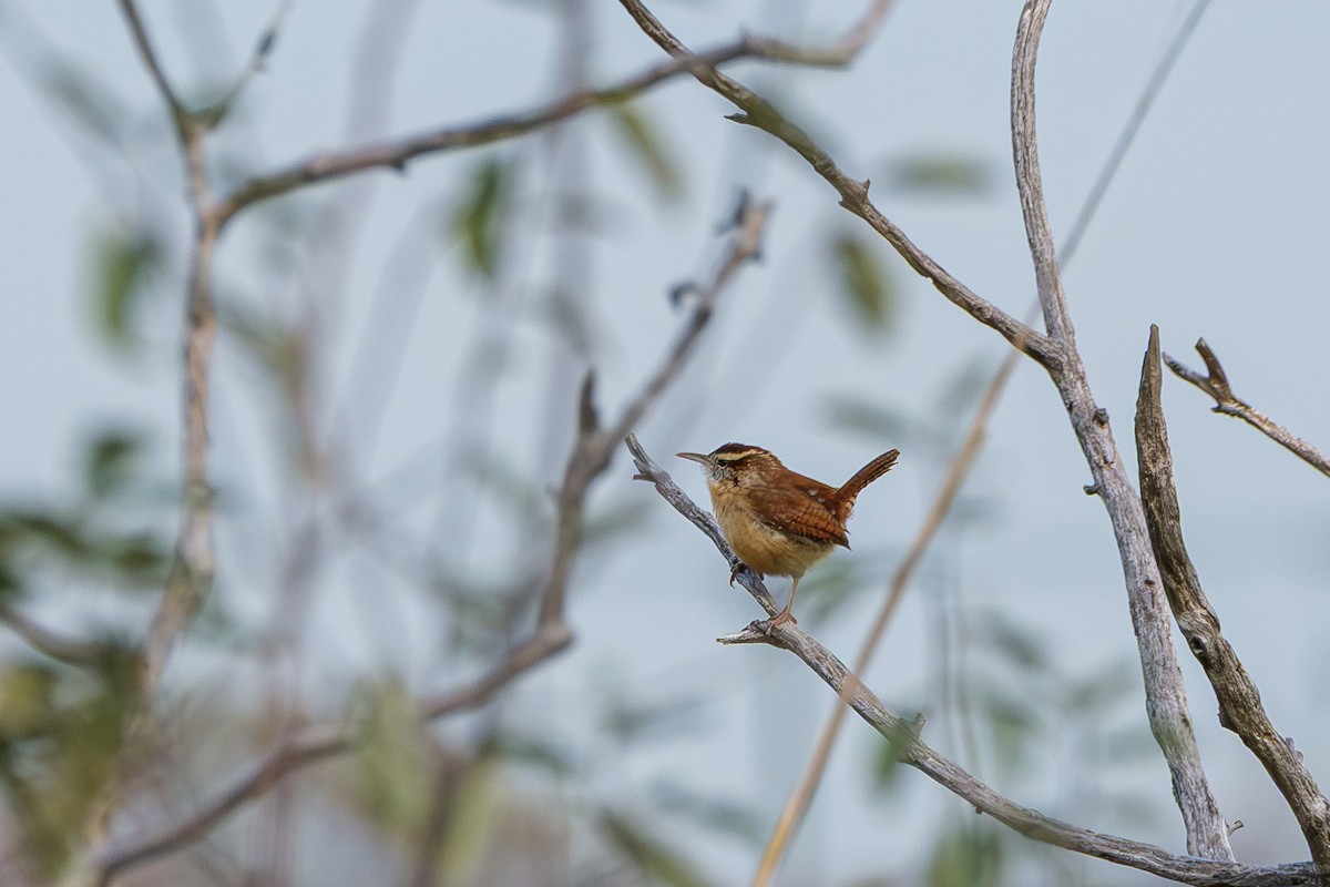 Carolina Wren - ML645927186