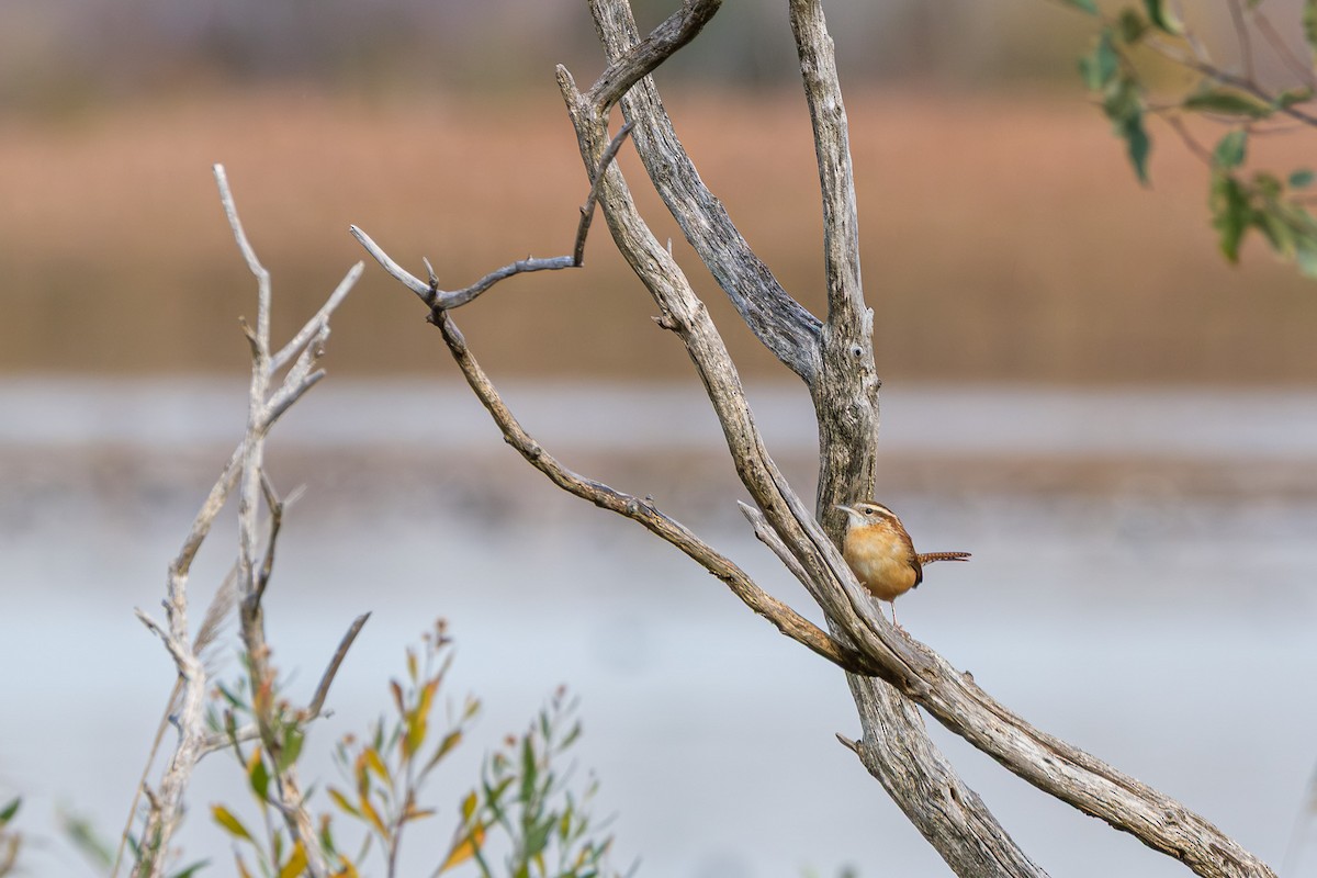 Carolina Wren - ML645927187