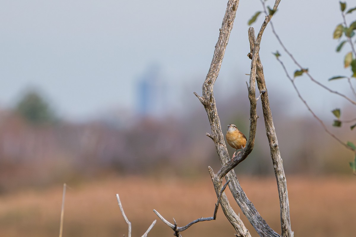 Carolina Wren - ML645927188