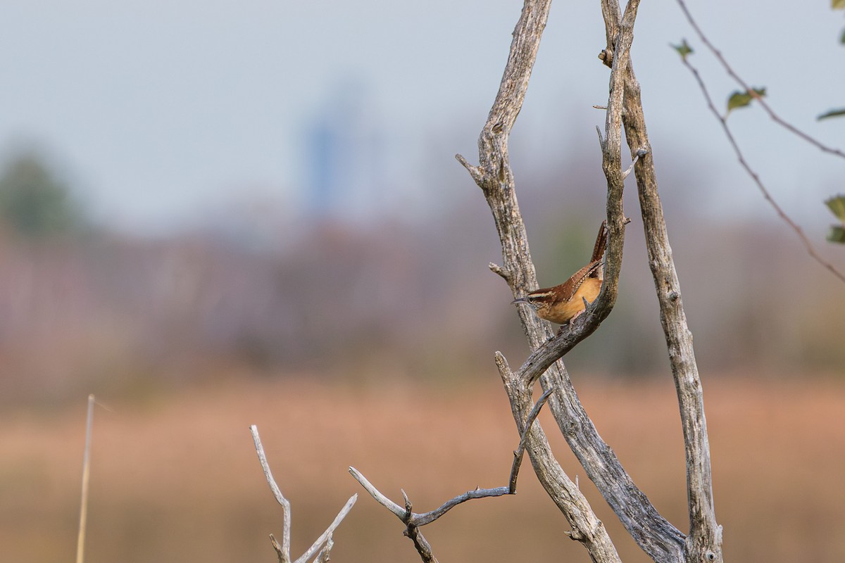 Carolina Wren - ML645927189