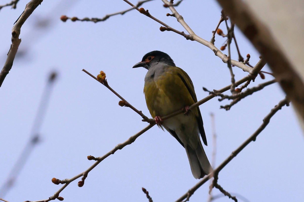 fíkovec australasijský - ML645927190