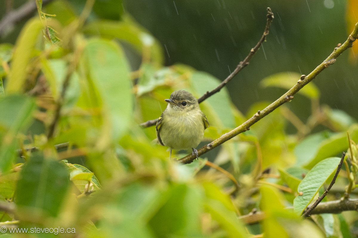 Bahia Tyrannulet - ML645927191
