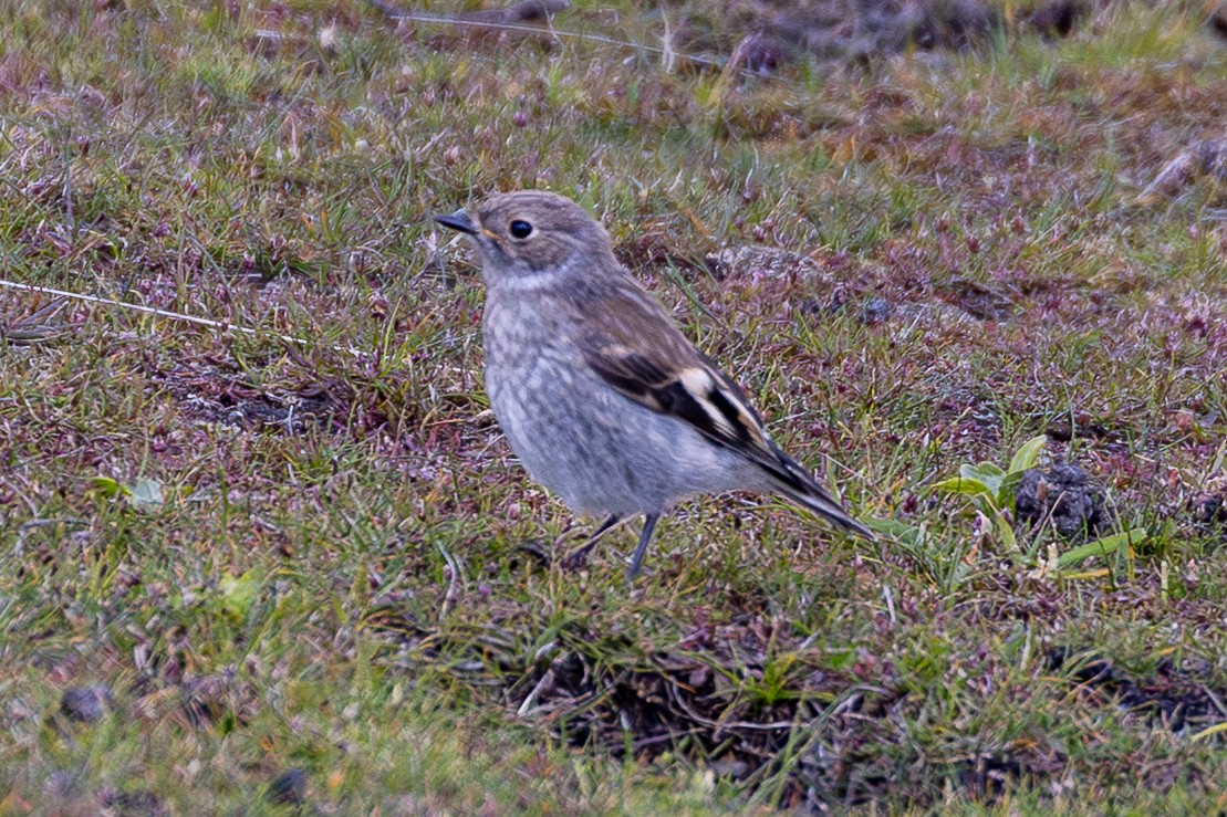 Flame Robin - ML645927192