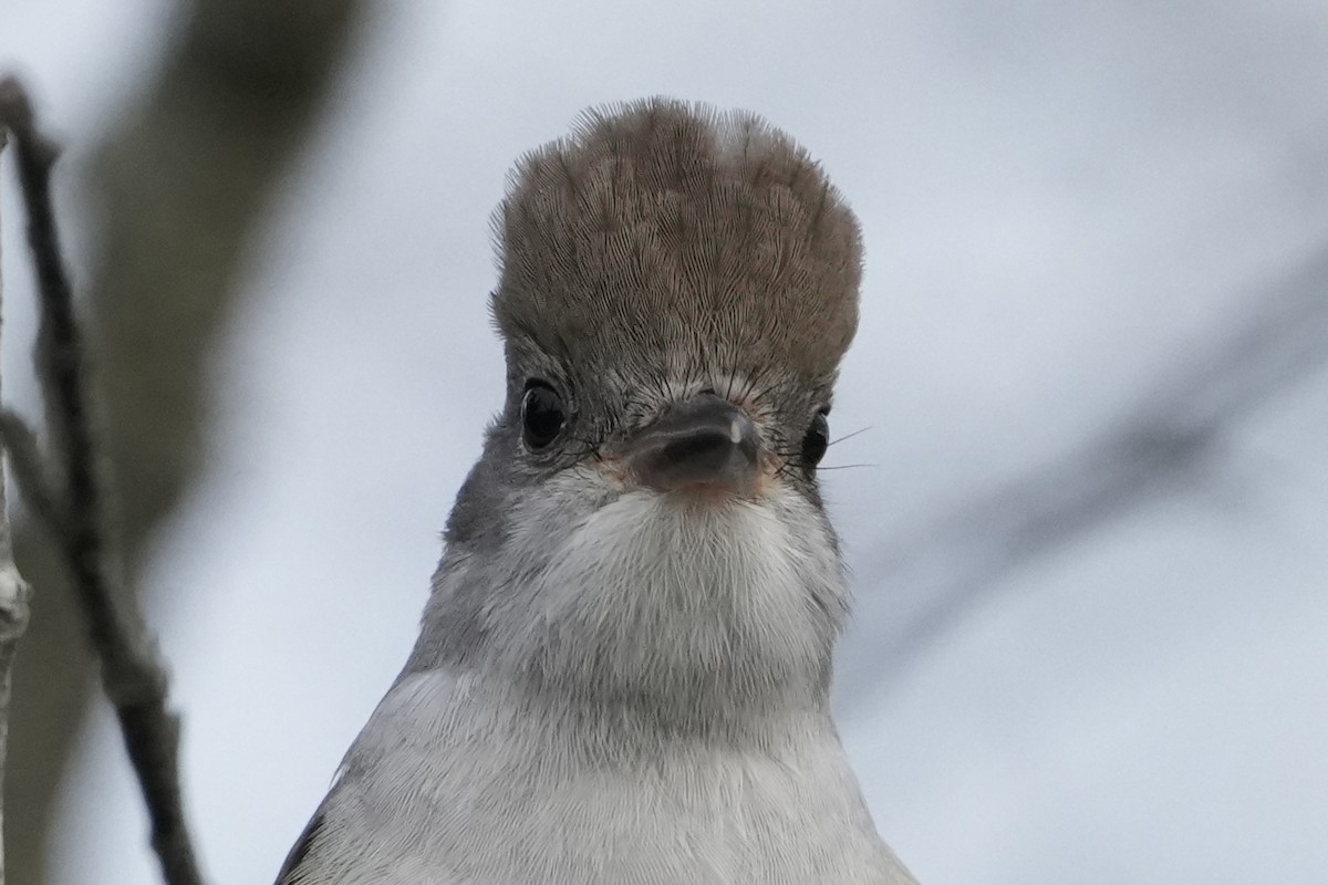 Ash-throated Flycatcher - ML645927200