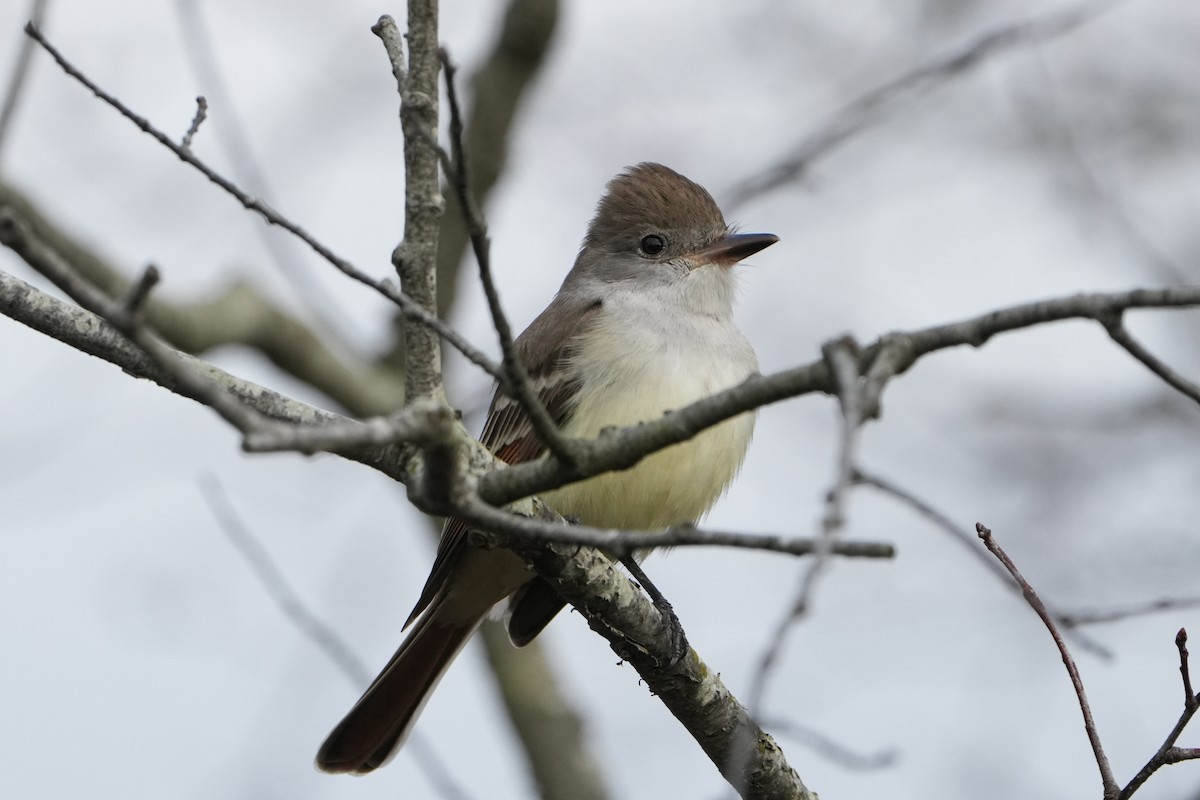Ash-throated Flycatcher - ML645927201