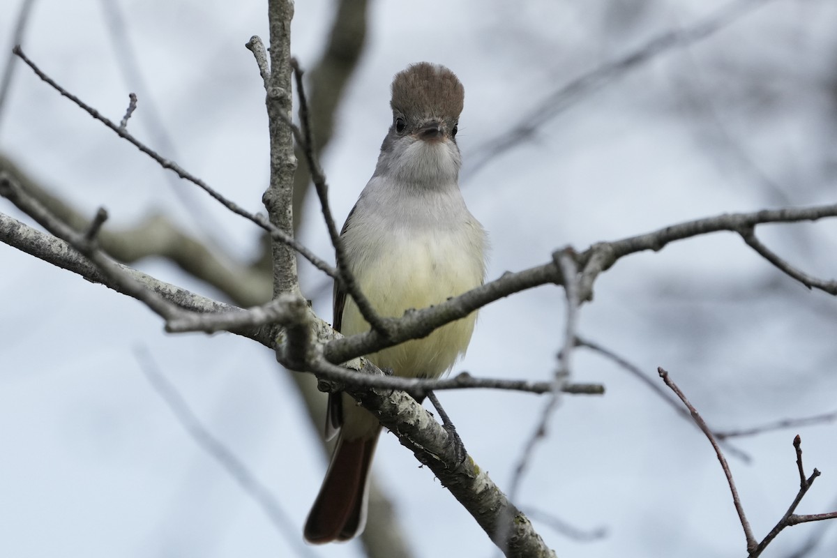 Ash-throated Flycatcher - ML645927202