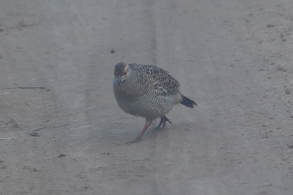 Gray Francolin - ML645927204