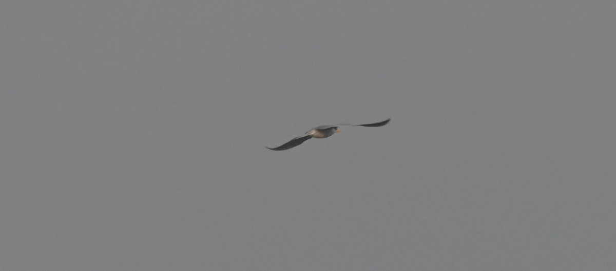 River Tern - ML645927207