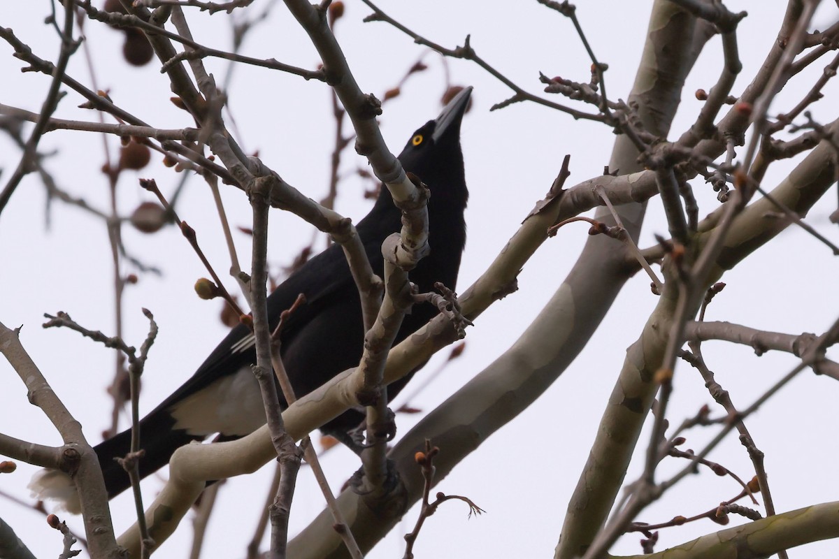 Pied Currawong - ML645927210