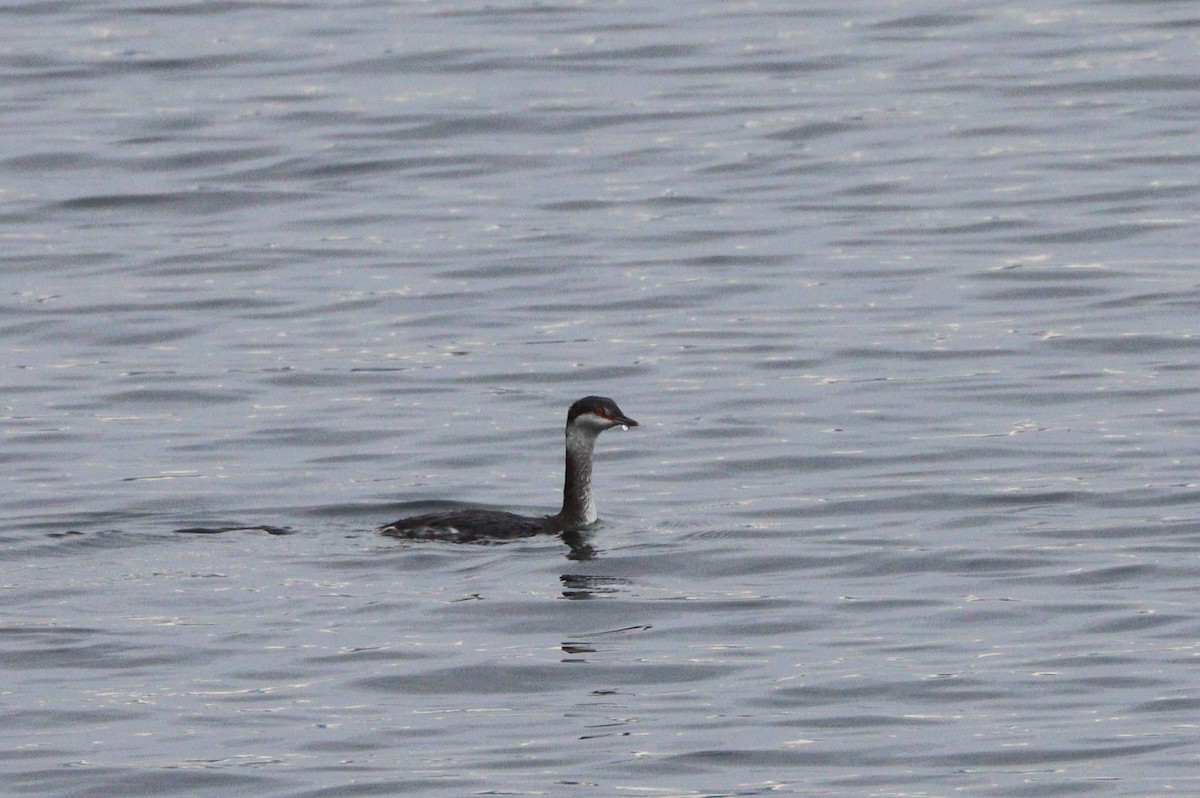 ミミカイツブリ - ML645927214