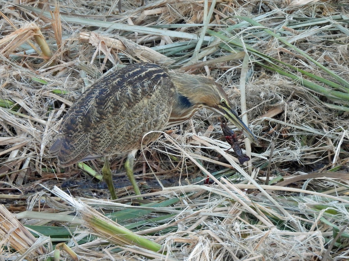 American Bittern - ML645927215