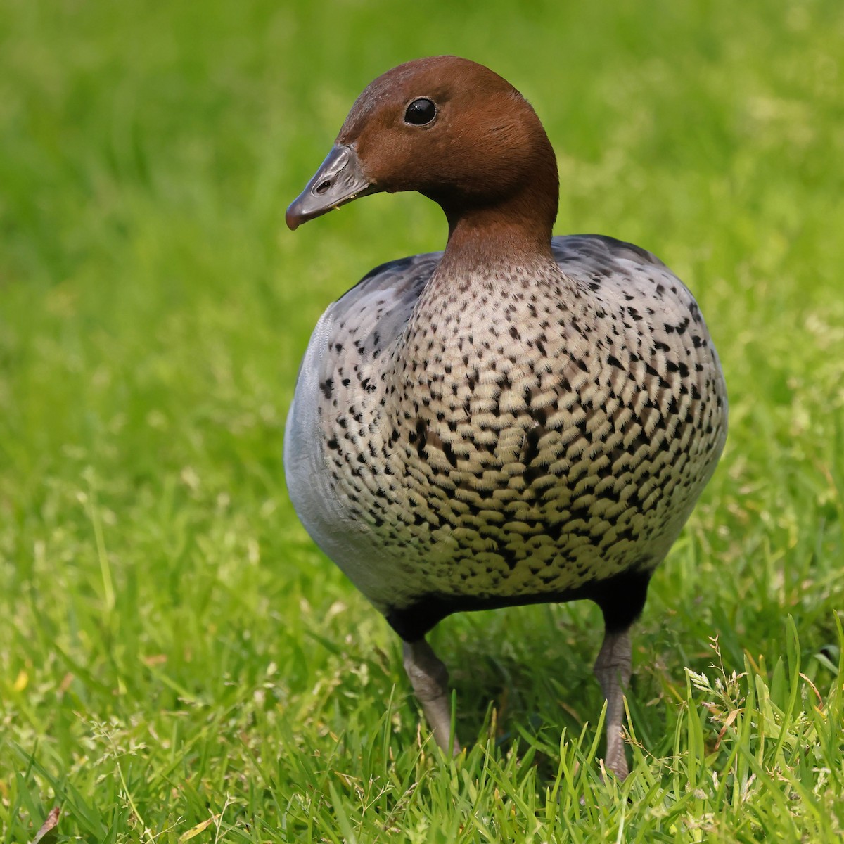 kachnička hřívnatá - ML645927216