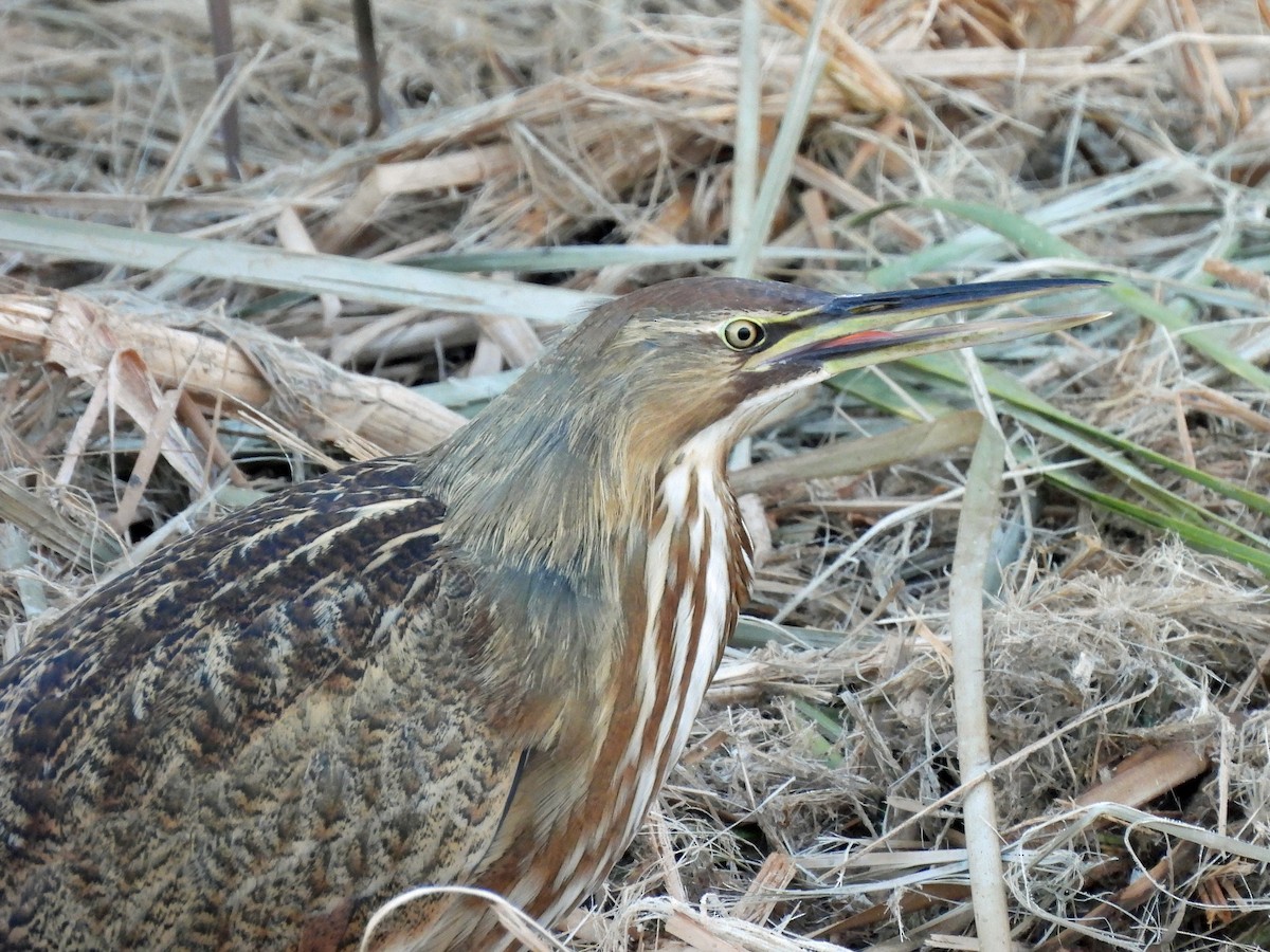 American Bittern - ML645927217